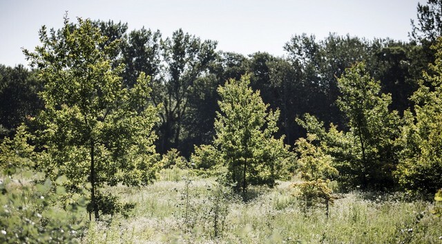 Erdőtelepítések, melyek Győr tüdejeként a kutatást is szolgálják
