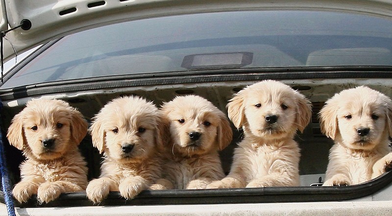 Kutyabiztonság az autóban